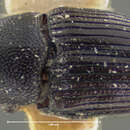 Image of Aulobaris pusilla Casey & T. L. 1892