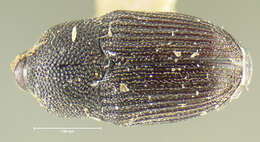 Image of Onychobaris densa Le Conte & J. L. 1876