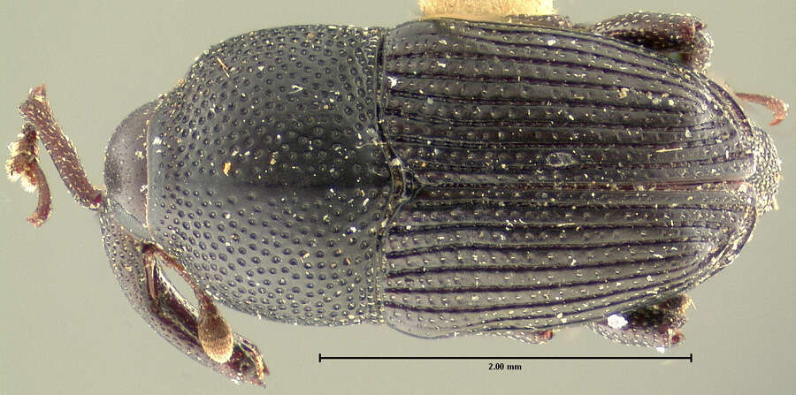 Image of Onychobaris distans Le Conte & J. L. 1876