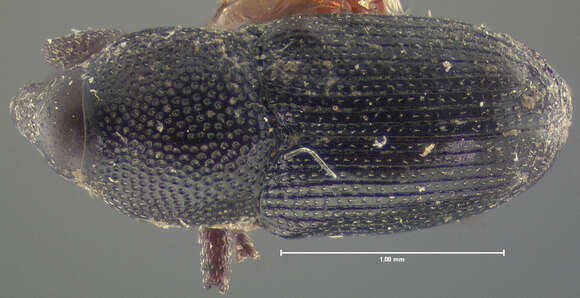 Image of Onychobaris seriata Le Conte & J. L. 1876