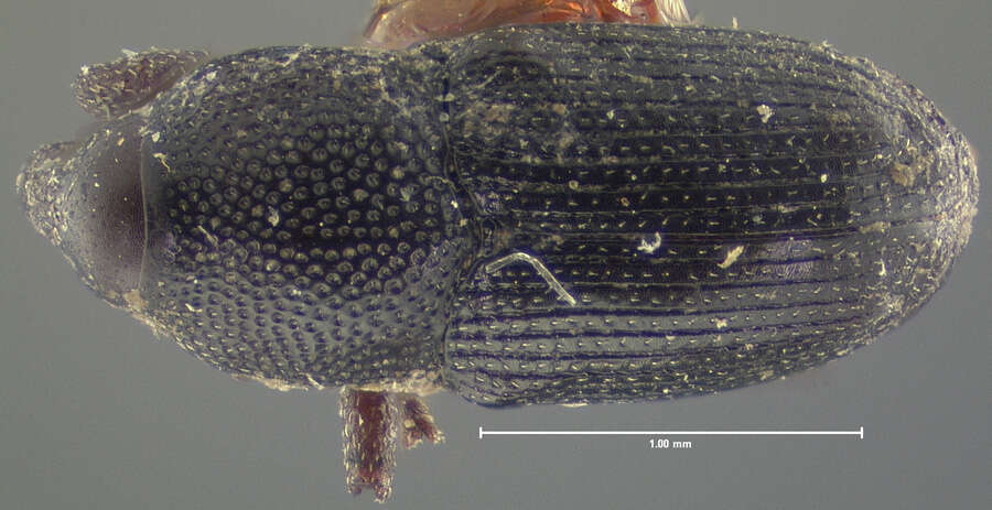 Image of Onychobaris seriata Le Conte & J. L. 1876