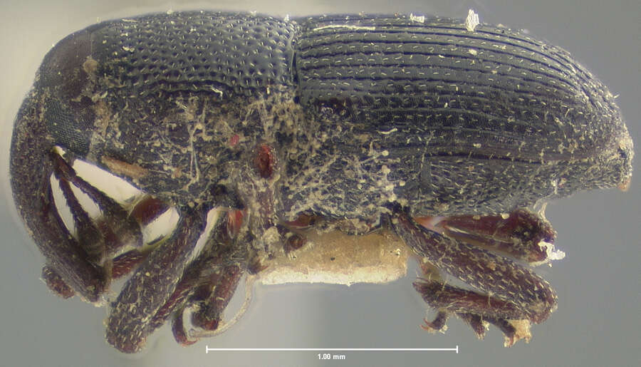 Image of Onychobaris seriata Le Conte & J. L. 1876