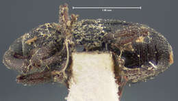 Image of Onychobaris seriata Le Conte & J. L. 1876