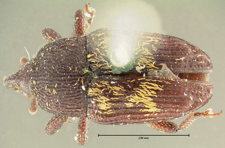 Image of Glyptobaris rugicollis Casey & T. L. 1892