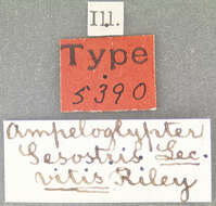 Image of Ampeloglypter sesostris Le Conte & J. L. 1876