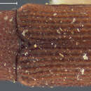 Image of Desmoglyptus crenatus Blatchley, W. S., Leng & C. W. 1916