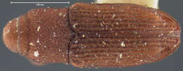 Image of Desmoglyptus crenatus Blatchley, W. S., Leng & C. W. 1916