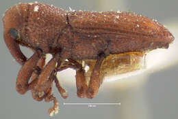 Image of Desmoglyptus crenatus Blatchley, W. S., Leng & C. W. 1916