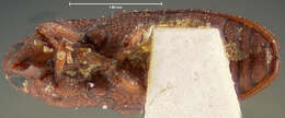 Image of Desmoglyptus crenatus Blatchley, W. S., Leng & C. W. 1916