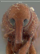 Image of Desmoglyptus crenatus Blatchley, W. S., Leng & C. W. 1916