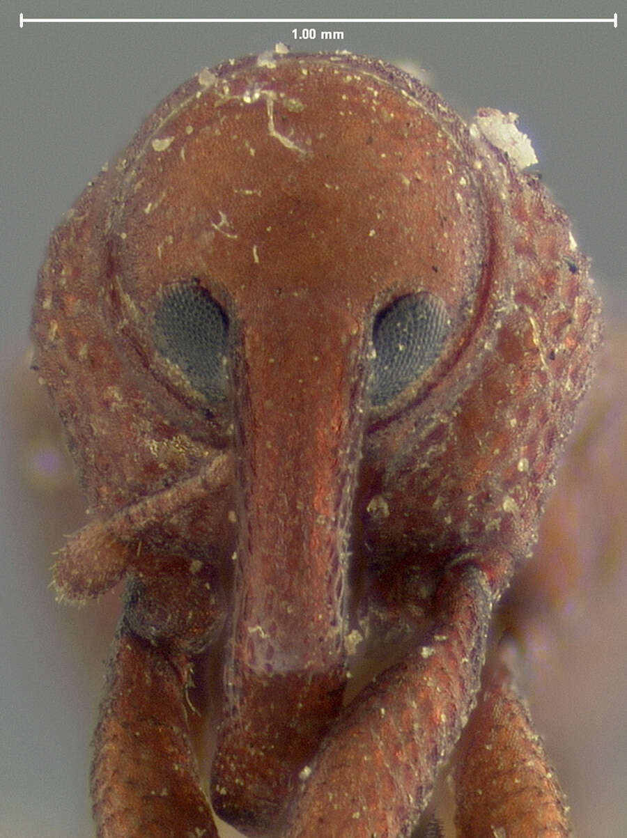 Image of Desmoglyptus crenatus Blatchley, W. S., Leng & C. W. 1916
