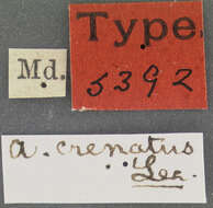 Image of Desmoglyptus crenatus Blatchley, W. S., Leng & C. W. 1916