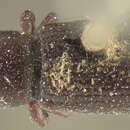 Image of Rhyncolus brunneus Mannerheim 1843