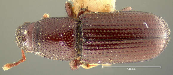 Image of Rhyncolus angularis Le Conte & J. L. 1858