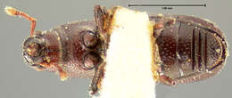 Image of Rhyncolus angularis Le Conte & J. L. 1858