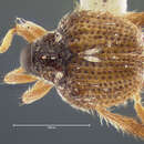 Image of Tachygonus minutus Blatchley 1920