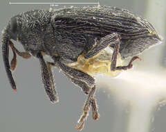 Image of <i>Orthoris crotchii</i>