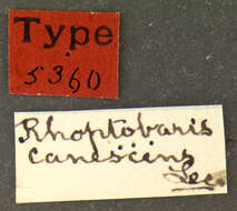 Image of Rhoptobaris canescens Le Conte & J. L. 1876