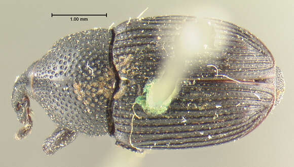 Baris umbilicata Le Conte & J. L. 1876 resmi