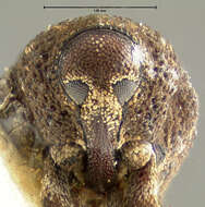 Image of Acalles granosus Le Conte 1876