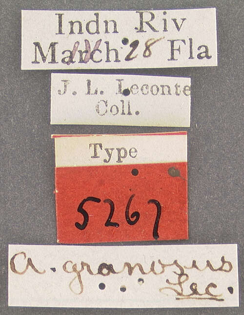 Image of Acalles granosus Le Conte 1876