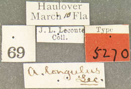 Image of Acalles longulus Le Conte 1876