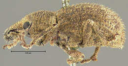 Image of Dichoxenus