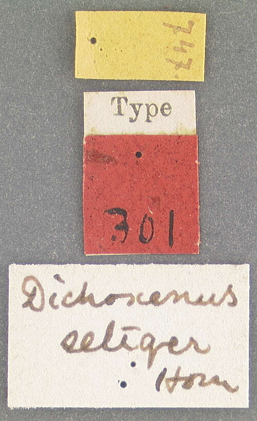 Image of Dichoxenus