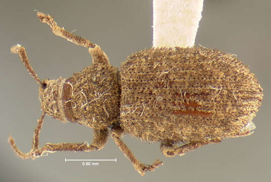 Image of Thinoxenus