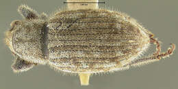 Image of Dyslobus alternatus (Horn 1876)