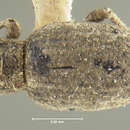 Image of Minyomerus languidus Horn 1876