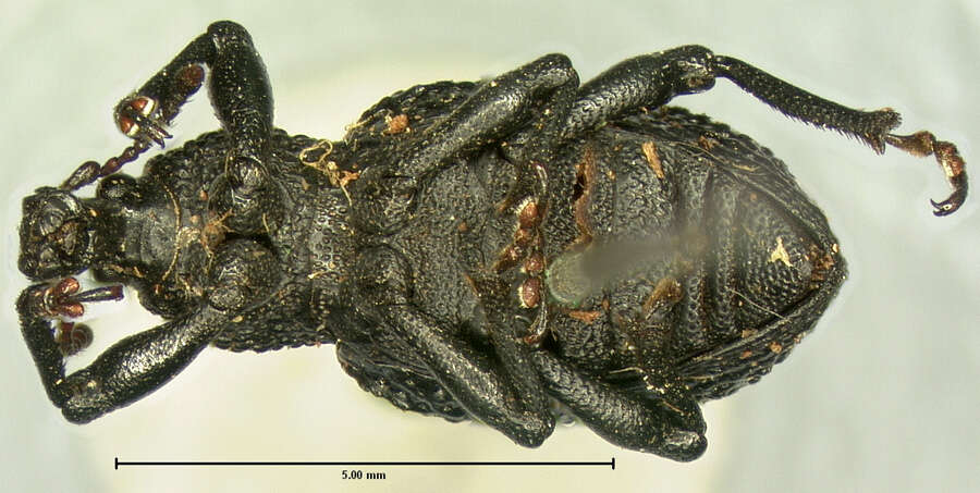 Image of Agasphaerops