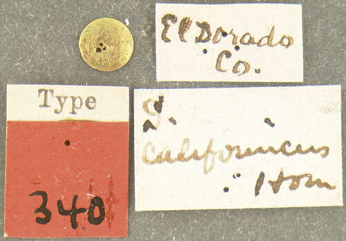 Image of Scythropus californicus G. H. Horn 1876