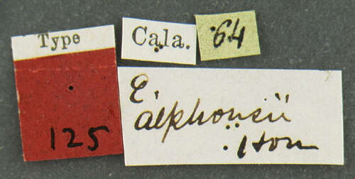 Image of Epicauta (Epicauta) alphonsii Horn 1874