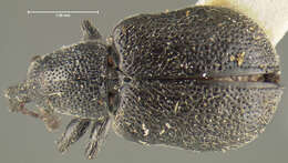 Image of Auletobius ater Voss 1934