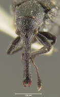 Image of Auletobius ater Voss 1934