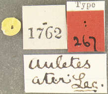 Image of Auletobius ater Voss 1934