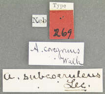 Image of Auletobius congruus Voss 1934