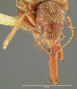 Image of Auletobius cassandrae Voss 1922