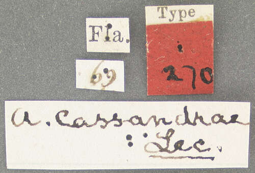 Image of Auletobius cassandrae Voss 1922