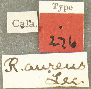 Image of Rhynchites aureus J. L. Leconte 1876