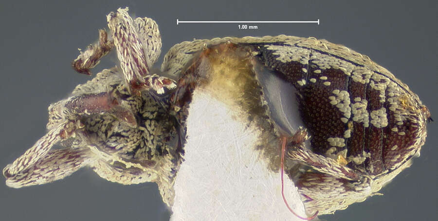 Image of Smicronyx flavicans Le Conte 1876