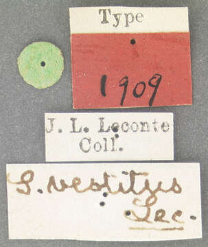 Image of Smicronyx vestitus Le Conte 1876