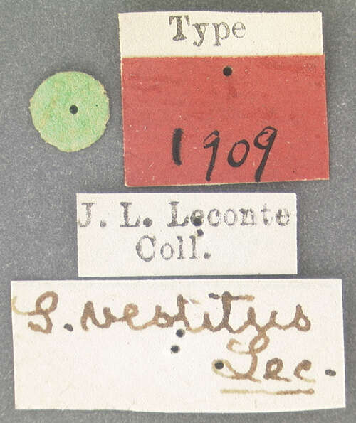 Image of Smicronyx vestitus Le Conte 1876