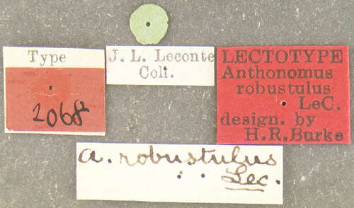 Image of Anthonomus robustulus Le Conte & J. L. 1876