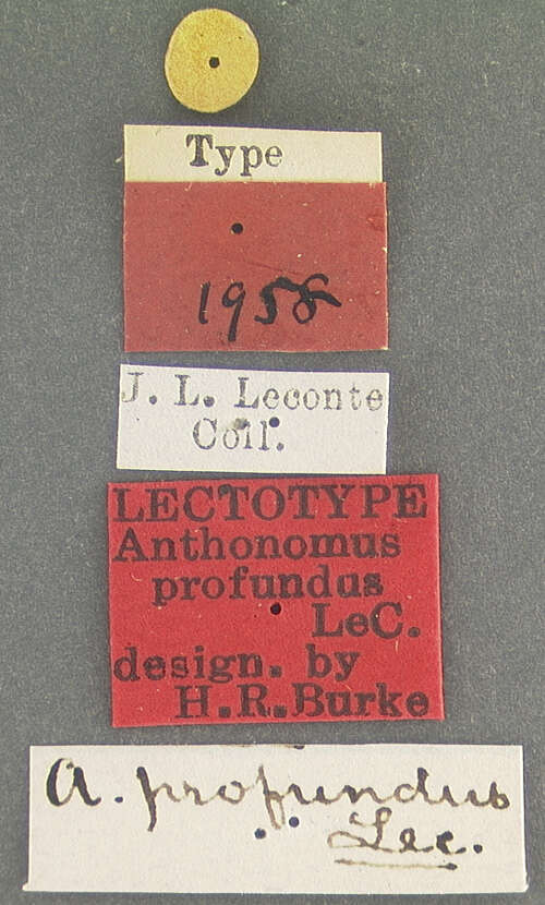 Image of Anthonomus profundus Le Conte & J. L. 1876