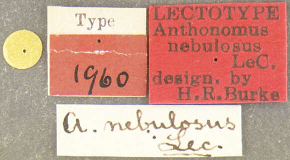 Image of Anthonomus nebulosus Le Conte & J. L. 1876