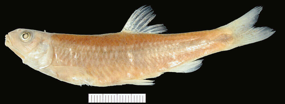 Image of Alabama shiner