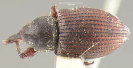 Image of <i>Smicronyx scapalis</i>