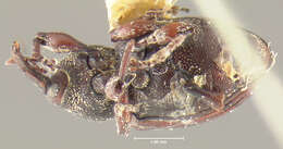 Image of <i>Smicronyx scapalis</i>